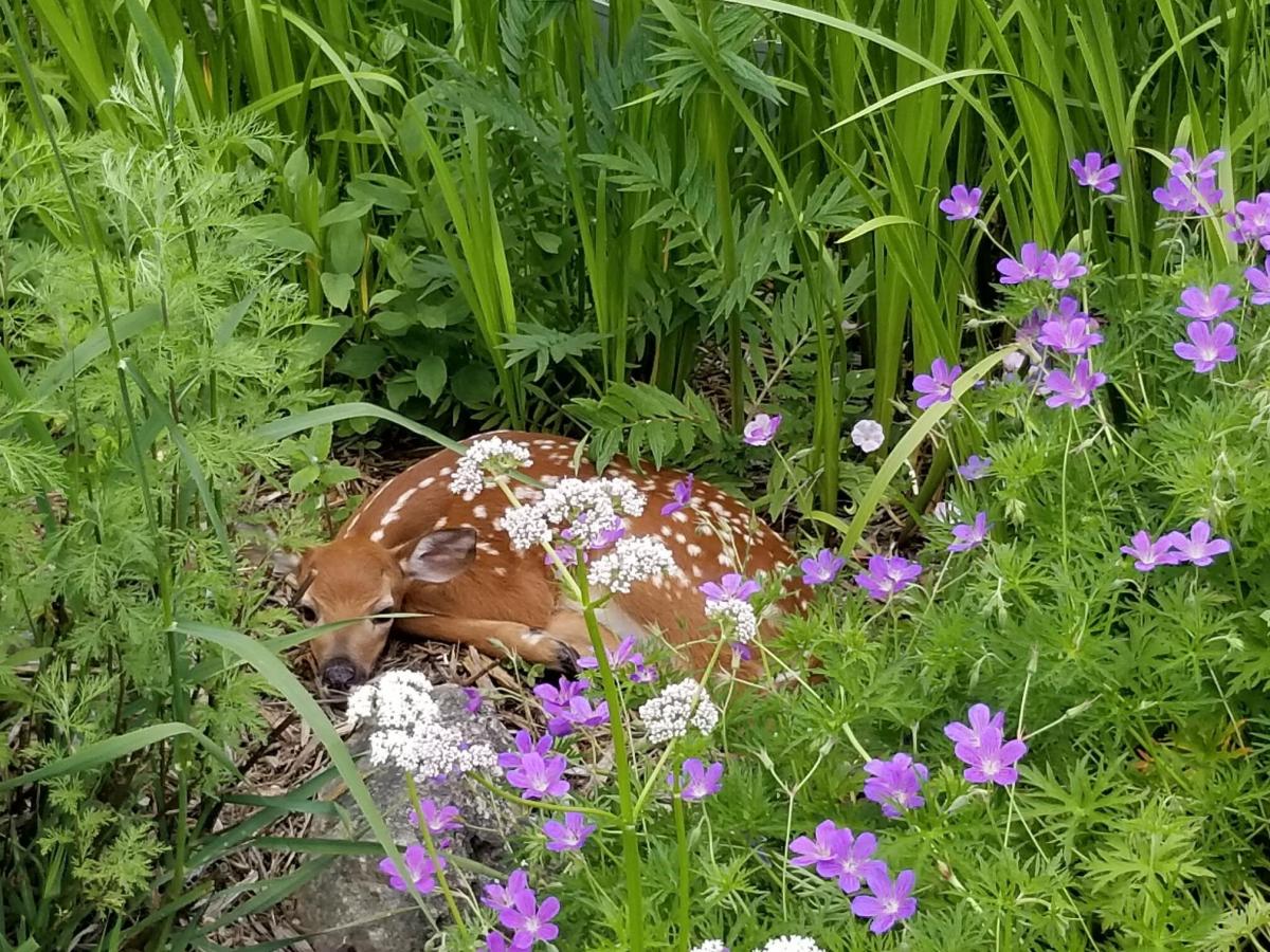 An image of a fawn laying int the tall grass behind the Village Hall, in the garden. 
