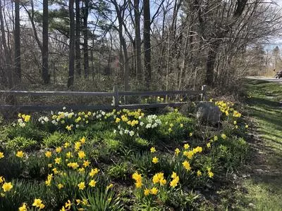 Yellow daffodils on the side of the road